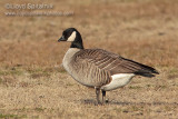 Cackling Goose