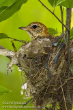 Wood Thrush 
