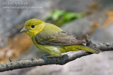 Scarlet Tanager (1st spring female)