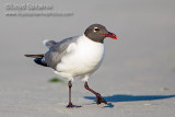 Laughing Gull