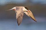 Common Tern