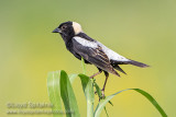 Bobolink