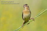 Bobolink (female)