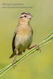 Bobolink (female)