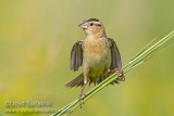 Bobolink (female)