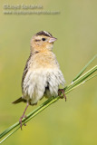 Bobolink (female)
