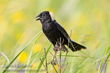 Bobolink