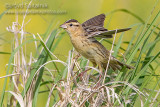 Bobolink (female)