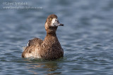 Greater Scaup