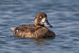 Greater Scaup