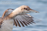 Common Loon