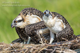 Osprey