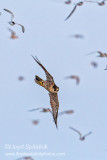 Peregrine Falcon