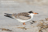 Common Tern (juvenile)