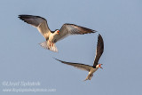 Black Skimmer