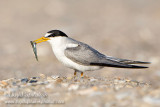Least Tern