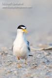 Least Tern