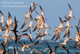 Black Skimmer