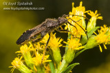 Broad-headed Bug