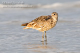 Willet (Western)