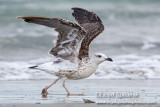 Lesser Black-backed Gull