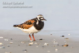 Ruddy Turnstone   