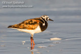 Ruddy Turnstone   