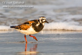 Ruddy Turnstone   