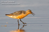 Red Knot
