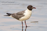 Laughing Gull