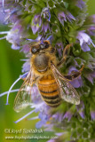 Honey Bee