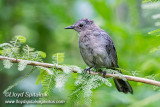 Gray Catbird