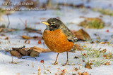 American Robin