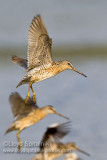 Short-billed Dowitcher 