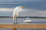 Great Egret