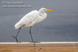 Great Egret