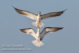 Black Skimmer