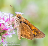 Broad-winged Skipper