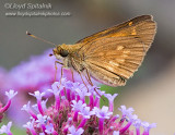 Broad-winged Skipper