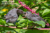 Gray Catbird