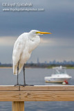 Great Egret