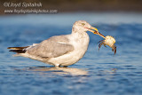 Herring Gull