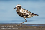 Black-bellied Plover