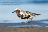 Black-bellied Plover