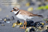 Semipalmated Plover