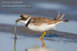 Semipalmated Plover