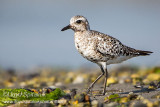 Black-bellied Plover