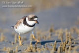 Semipalmated Plover
