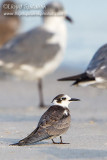 Black Tern