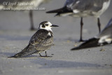 Black Tern